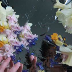 cafe ptakh - FIVES IN BLOOM
