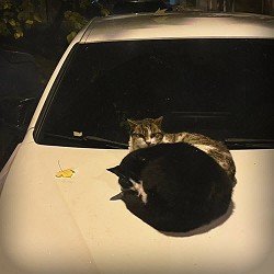 Dianic - Колискова