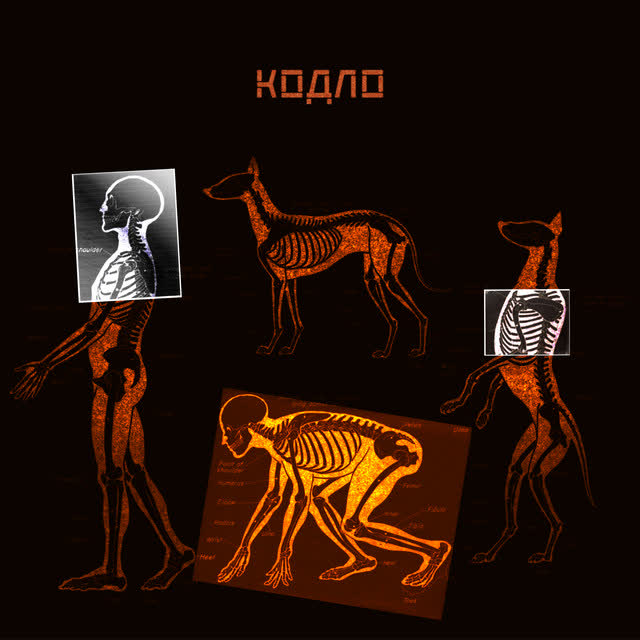 КОДЛО - Дикий собака