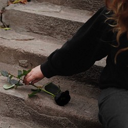 Nanataalia - троянда