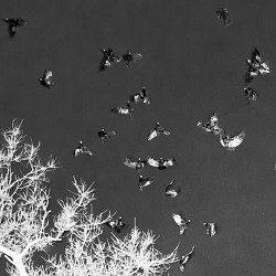 Обкладинка пісні Woman Based Mechanics - Чорні Птахи